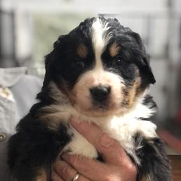 Bernese Mountain Dog Puppies from Humble Hearts Bernese