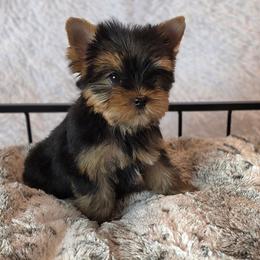 Gracie - Black and gold female Yorkshire Terrier puppy in Luray, Tennessee from Little Angel Yorkies