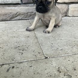 Girl 1 - Fawn female Pug puppy in Brooksville, Florida from Windsorsprings