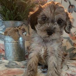 Chandler ( green collar) - Merle male Schnoodle puppy in Novinger, Missouri from Stormi Sky Schnoodles