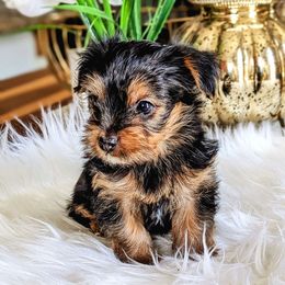 Girl 2 - Yorkshire Terrier puppy from Pup Moi Furrever Pets