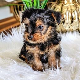 Girl 2 - Yorkshire Terrier puppy from Pup Moi Furrever Pets