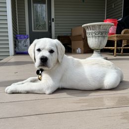 Dasher - Yellow male Labrador Retriever puppy in Turner, Maine from Bear Pond Retrievers