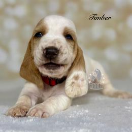 Timber - Red and white male Basset Hound puppy in Dingess, West Virginia from Tuckers' Howling Hounds