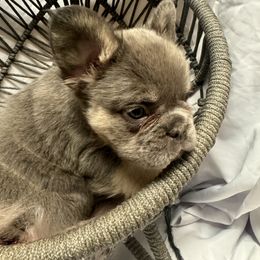 French Bulldog Puppies from SoCalFamilyFrenchies, Doodles and more