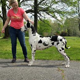 Keena - Great Dane