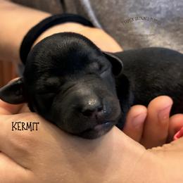 Kermit - Black male Schnoodle puppy in Sedalia, Missouri from Farmer Brown's Puppies