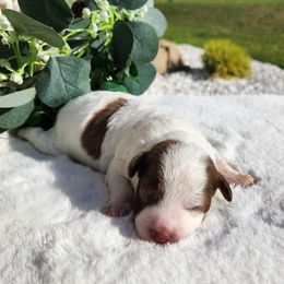 Timo - Chocolate and white male Havapoo puppy in Dothan, Alabama from Farquharson's Poodles&Doodles