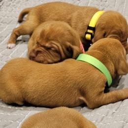Green collar - Golden rust male Vizsla puppy in Bruce Twp, Michigan from Stoney Creek's Vizslas