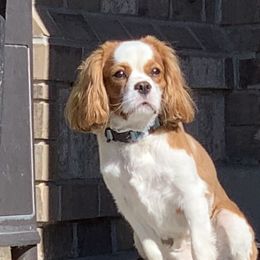 Marley - Cavalier King Charles Spaniel