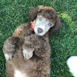 Poodle Puppies from RK'S Pets