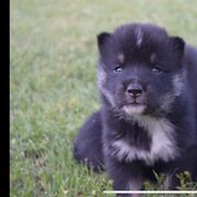 Girl 1 - Red sesame female Shikoku puppy in Tribbey, Oklahoma from Osaka Ninken Shikoku