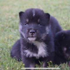 Girl 1 - Red sesame female Shikoku puppy in Tribbey, Oklahoma from Osaka Ninken Shikoku