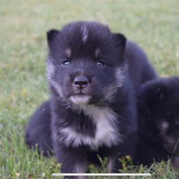 Girl 1 - Red sesame female Shikoku puppy in Tribbey, Oklahoma from Osaka Ninken Shikoku