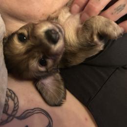 Brown dapple girl - Dapple female Dachshund puppy in Proctor, Montana from Blue Star Dachshunds