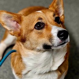 Eevee - Pembroke Welsh Corgi