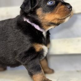 Reserved Tammy - Maple BTF - Black tri female Miniature Australian Shepherd puppy in Minden, Louisiana from Ironwood Creek