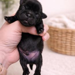 Lennox - Black male Shih Tzu puppy in Trinity, North Carolina from Trinity Shih Tzu