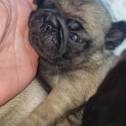 Boy 2 - Fawn male Pug puppy in Gadsden, Alabama from Carla's Pugs