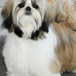 Cocker Spaniels and Shih Tzus from Newsong Cockers & Shih Tzu
