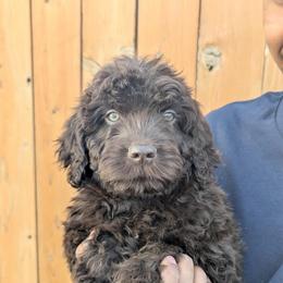 Teddy (Yellow collar) - Brown and white male Aussiedoodle puppy in Coulee City, Washington from Mr and Mrs Doodle Farm