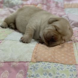 Labrador Retriever Puppies from Walker Hill Labradors