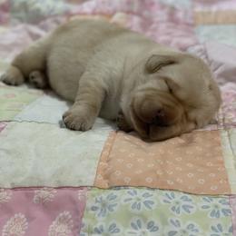 Labrador Retriever Puppies from Walker Hill Labradors