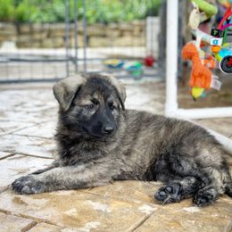 German Shepherd and White Shepherd Puppies from Scenic Creek German Shepherds