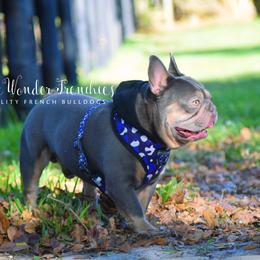 Rhysand - French Bulldog