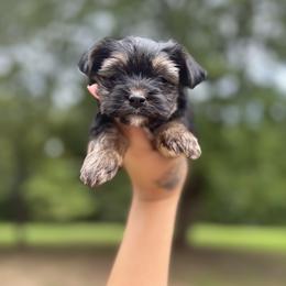 Yorkshire Terrier Puppies from Kruz Kennels