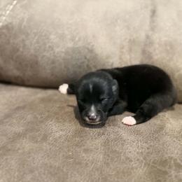 Boy 2 - Black tri male Toy Australian Shepherd puppy in Humansville, Missouri from Tater Tot aussies