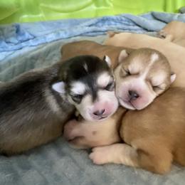 Pomsky Puppies from SMP Pomsky/Southern Minnesota Pomskies