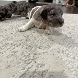 Rocky - male Golden Mountain Doodle puppy in Big Spring, Texas from Oliva’s Doods
