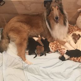 Collie Puppies from E’Marie Collies