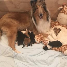 Collie Puppies from E’Marie Collies