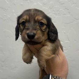 Shaded Cream Longhair Male - Cream male Dachshund puppy in Grandview, Texas from LF & Co Dachshunds