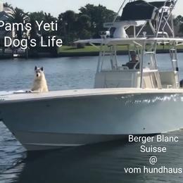 Berger Blanc Suisse and German Shepherd Puppies from Vom Hundhaus German Shepherds