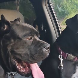 Cane Corso from Kingsland's Corso