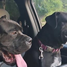 Cane Corso from Kingsland's Corso