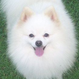 Pomeranians from Whitecliff Poms