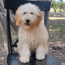 Arlo - Apricot male Goldendoodle puppy in Scurry, Texas from 07 Seven Oaks Goldens and Doodles