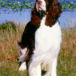 Cardigan Welsh Corgis and English Springer Spaniels from Sun Kissed Kennels
