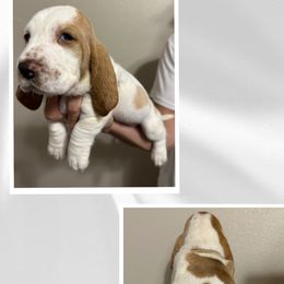 White - Lemon and white Basset Hound puppy in Baytown, Texas from Mariah's Basset Hounds