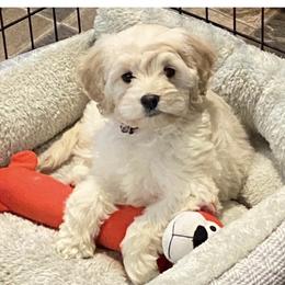 Mallie - Cockapoo