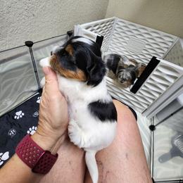 Biewer Terrier Puppies from Bibeau's Biewer Terriers
