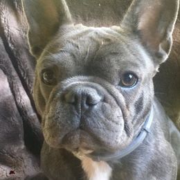 Iris - French Bulldog