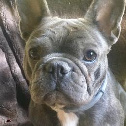 Iris - French Bulldog