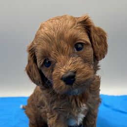 Tatum - Brown male Cavapoo puppy in Burke, New York from Patti’s Puppies