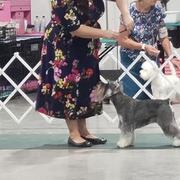 Miniature Schnauzer All Grown Up from Samson's Schnauzers