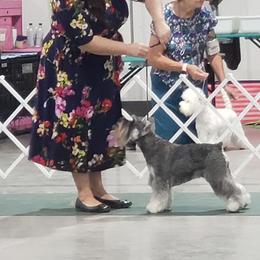 Miniature Schnauzer All Grown Up from Samson's Schnauzers